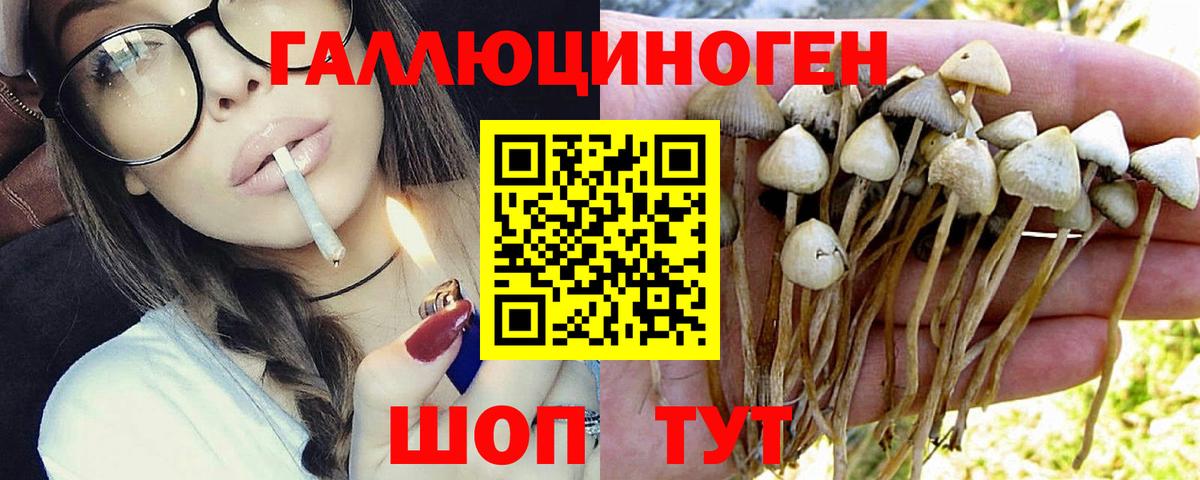 Саратов  Псилоцибиновые грибы Psilocybe  Вход с VPN  купить  цена  Галлюциногенные грибы мицелий 
